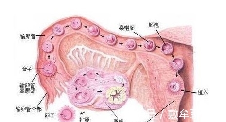 北京人民看过来在北京宝贝试管代怀婴儿要什么条件+